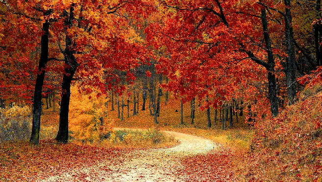 Fall leaves-Lake Dallas TX.
