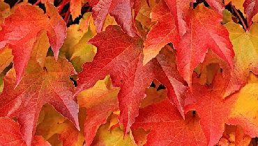 Fall leaves in reds and oranges.