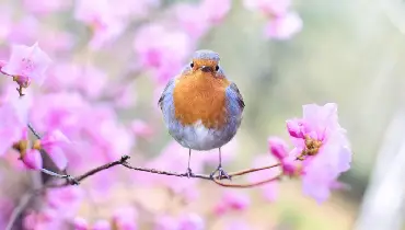 Bird sitting on a blossoming tree branch.