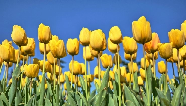 A field of yellow tulips.